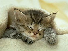 Gatti (78)